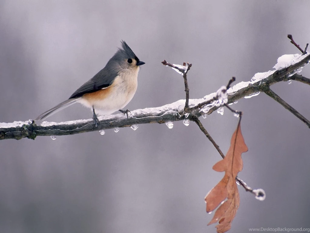 Apple Mac Desktop Wallpapers HD Tufted Titmouse Apple Bird Desktop ...