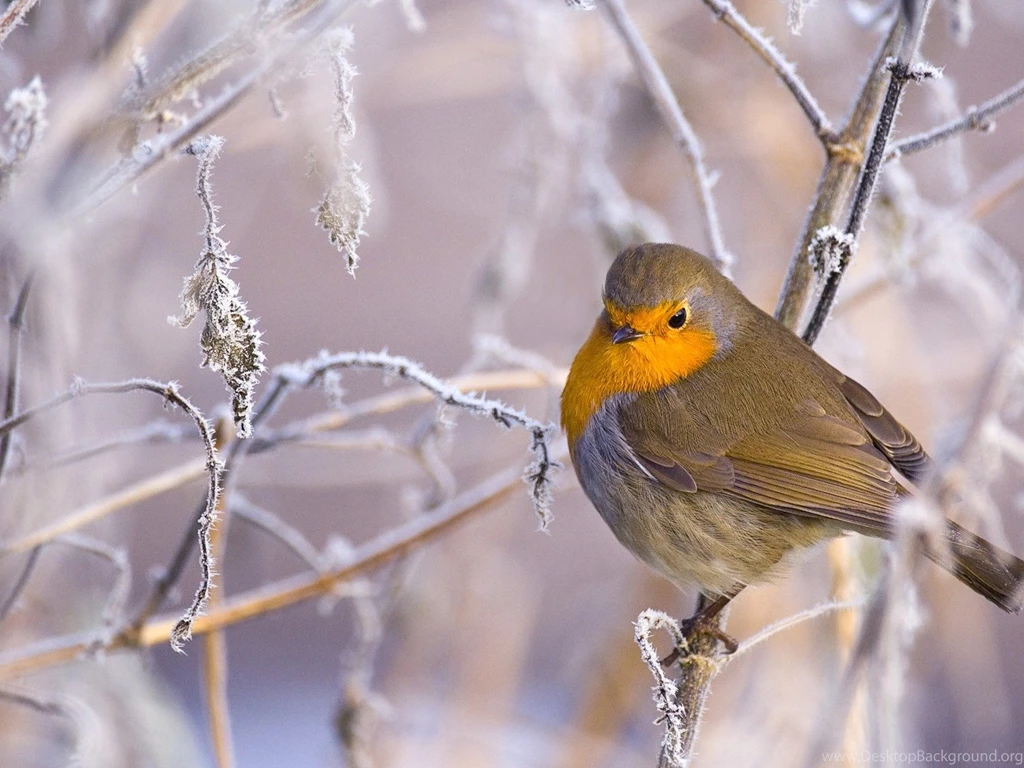 Robin Bird Winter birds Desktop Wallpapers 1600x1200 Wallpapers ...