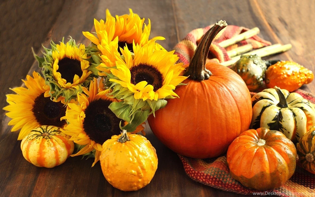 29 Pumpkin HD Wallpapers