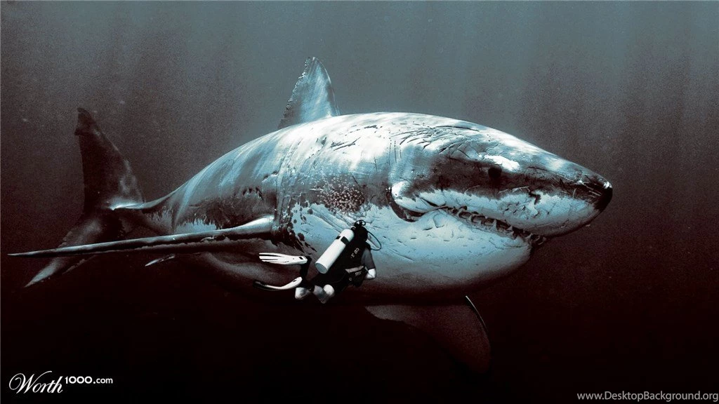 Megalodon Wallpaper.