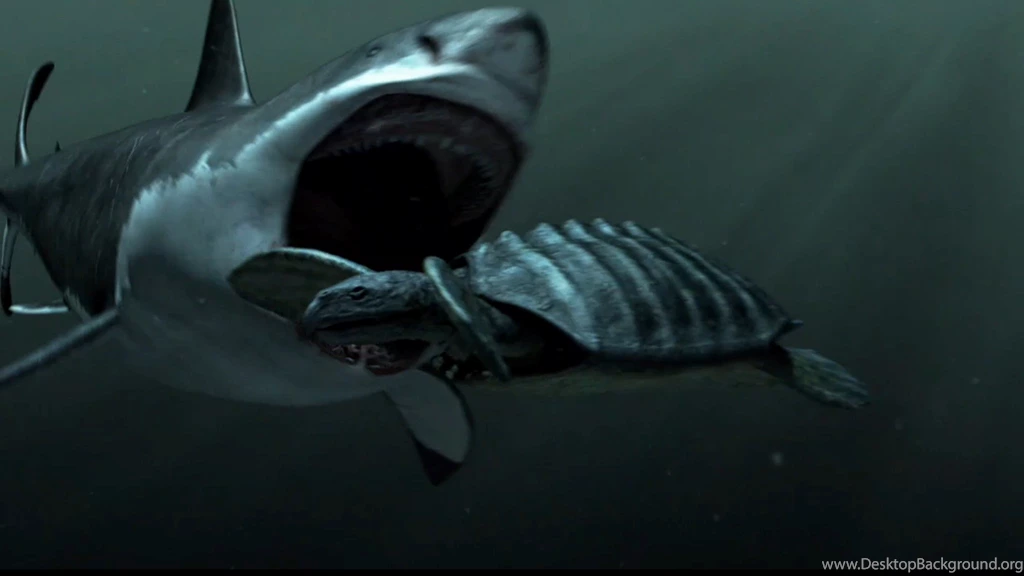Sharks Megalodon Wallpapers Image Picture