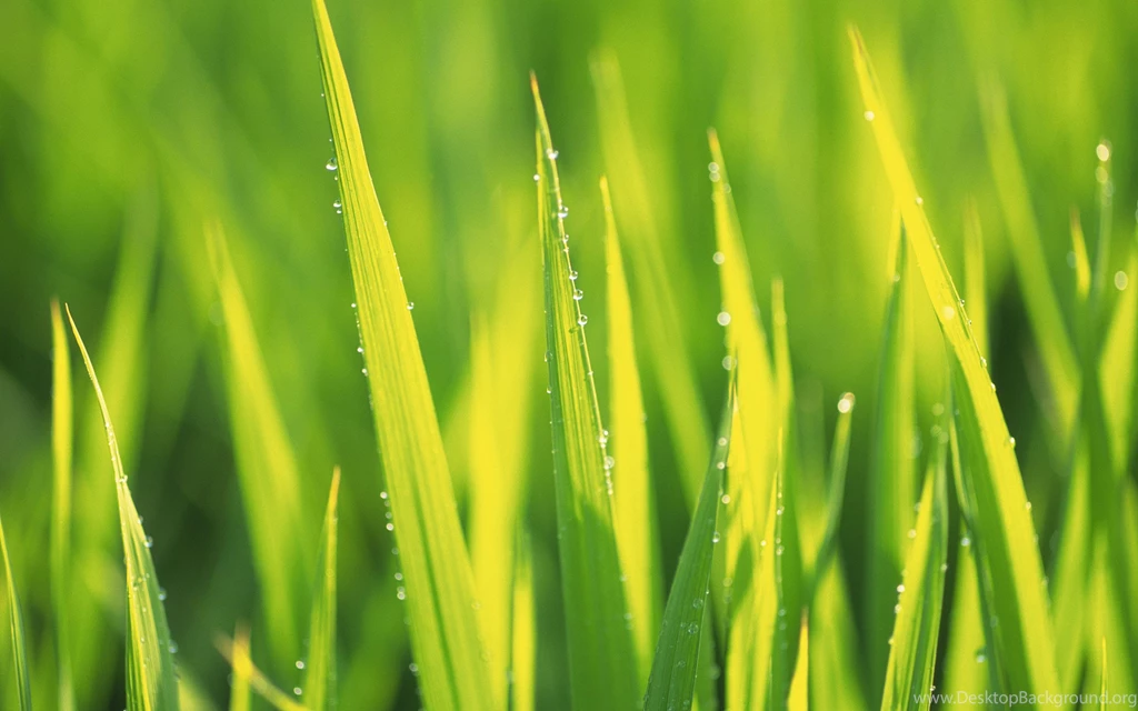 Green And Yellow Wallpapers