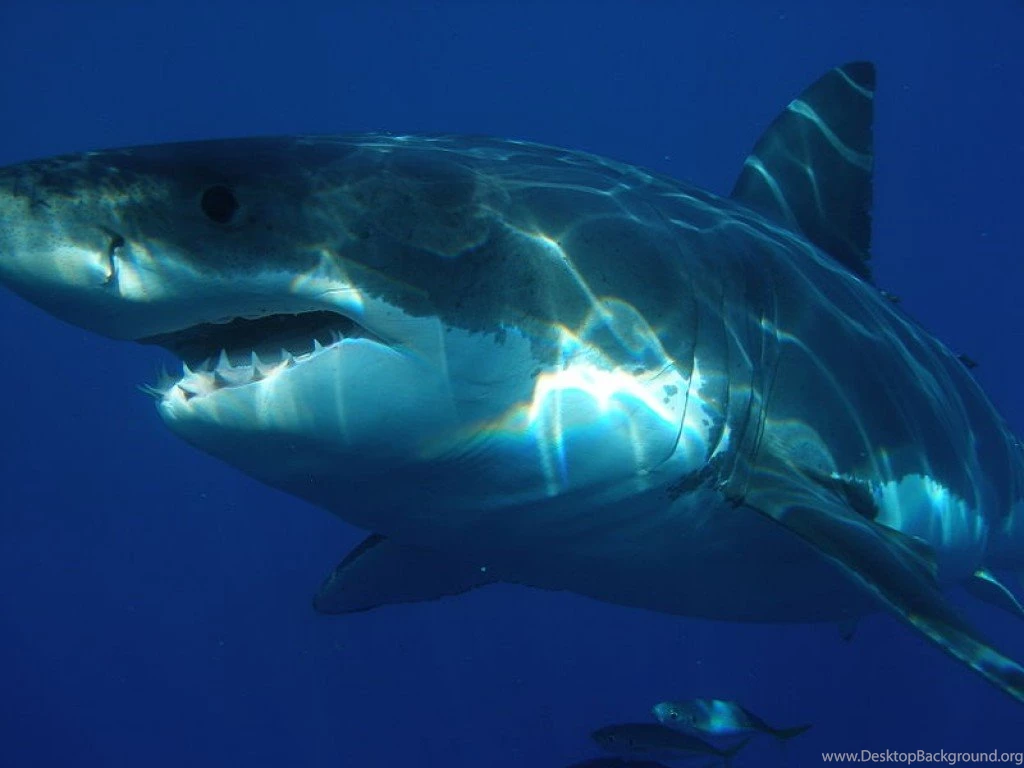 Real Megalodon Tooth Wallpaper.