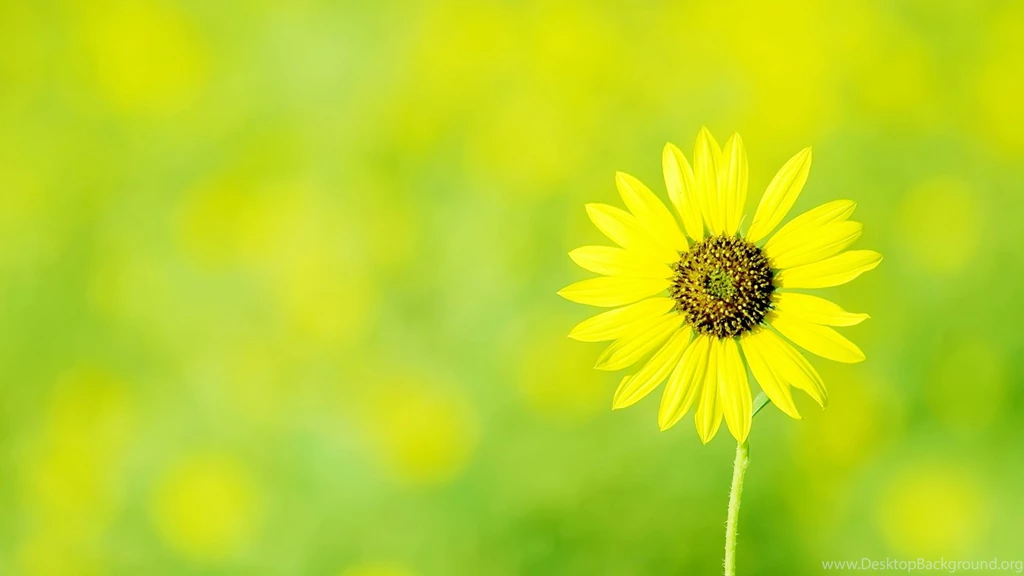 Green Yellow Flowers Desktop Wallpapers
