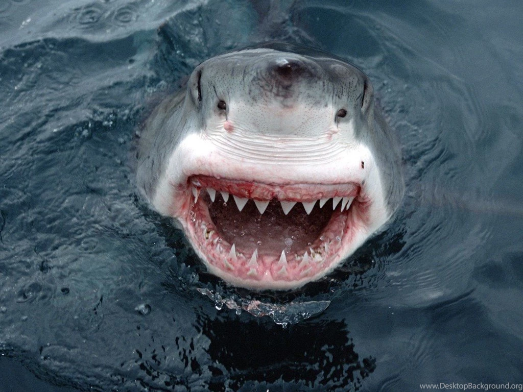 Megalodon Shark Wallpaper.