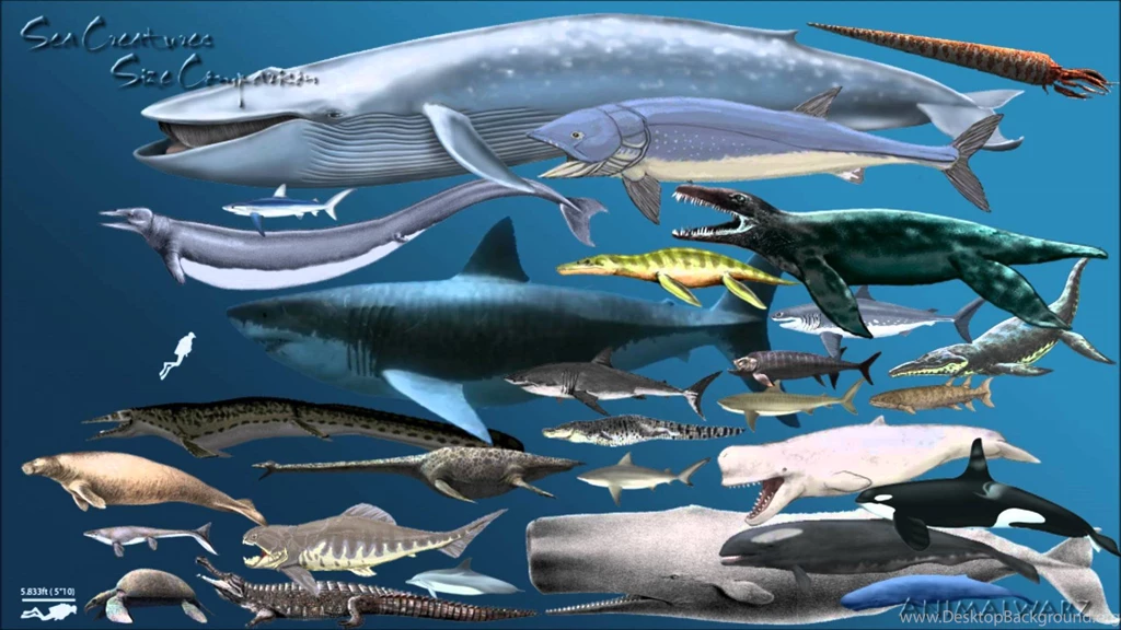 Megalodon Wallpapers