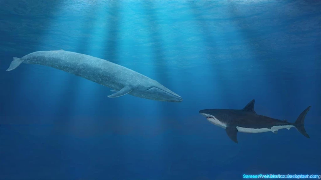 Blue Whale Compared To Megalodon Wallpaper.