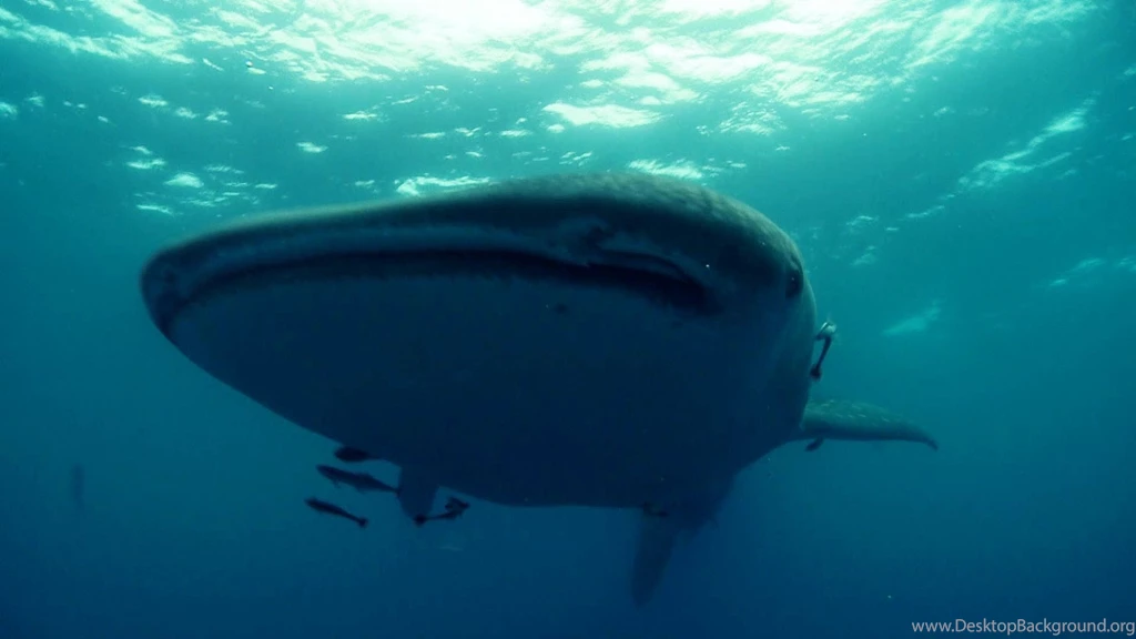 Megalodon Attack HD Desktop Wallpapers