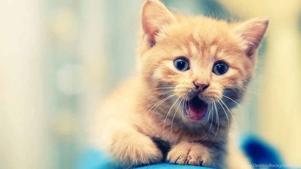 1920x540 Wallpapers Page 580: Adorable Kitty Beautiful Cat Animals ...