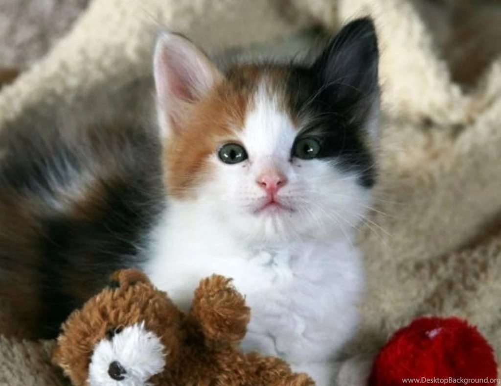 Cute Cat Friend Teddy Bear Lovely Adorable Animals Kitten Cats ...