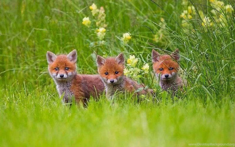 Adorable Fox Cubs In The Grass Free Desktop Backgrounds And Wallpapers
