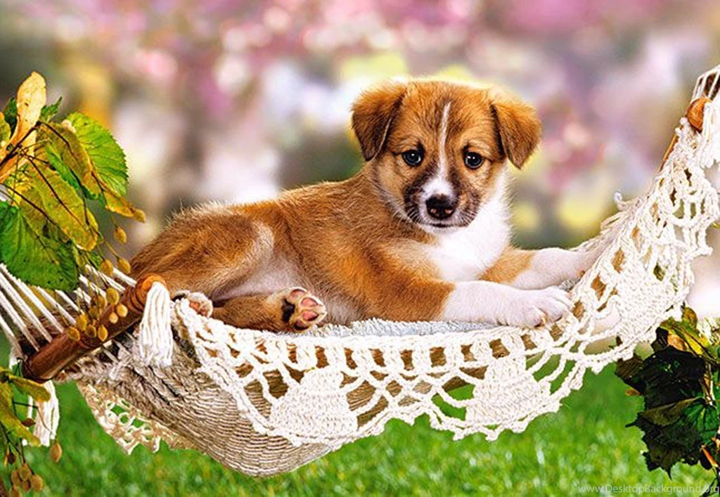 Dogs: Sweet Puppy Adorable Nature Dog Pr Max HD Wallpapers For HD ...