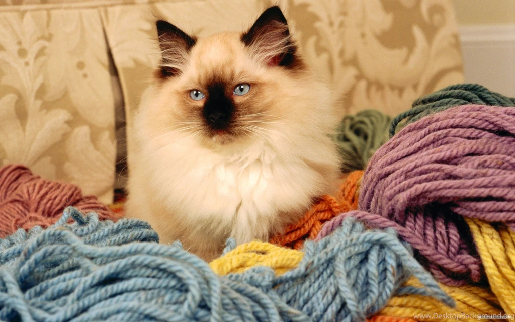 Cats Loves Feel Yarn Lol Loveable Adorable Feline Cute Desktop ...