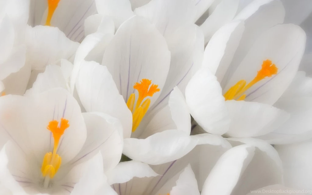 Latest New Wallpapers Free Download,desktop Wallpapers