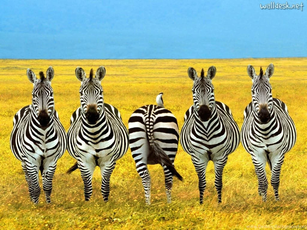 Wallpapers Zebra Dare To Be Different Papeis Immagini Per Mondo ...
