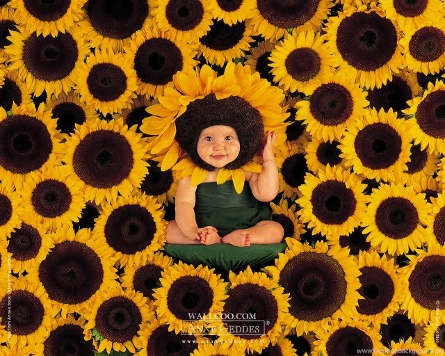 Anne Geddes Wallpapers