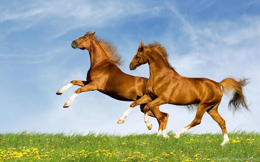 Horse Wallpapers Android Apps On Google Play