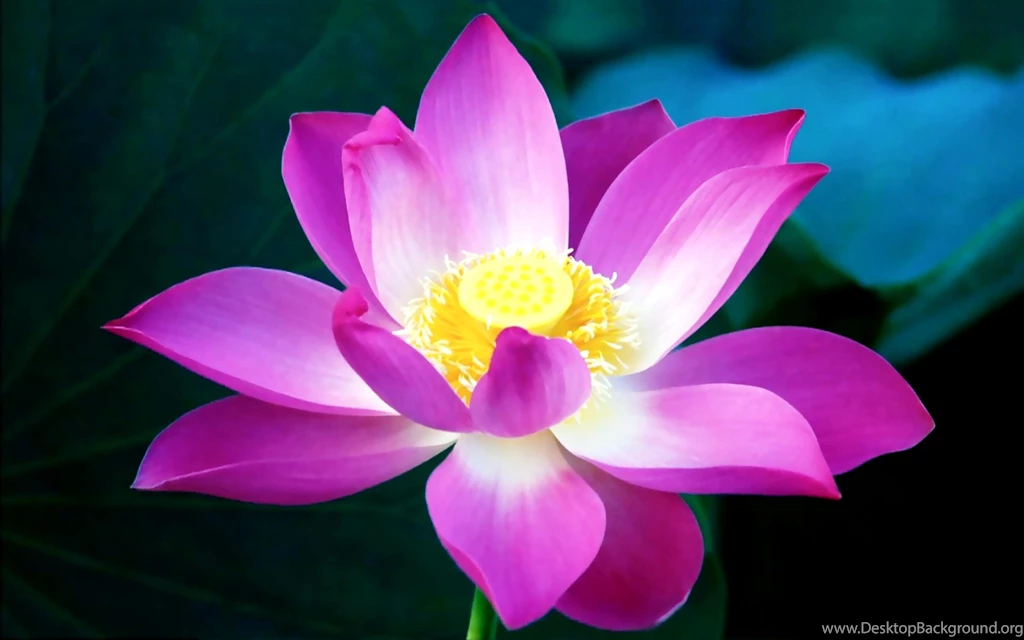 Flowers Wallpapers For Desktop Beautiful Flowers Photos Of Free ...