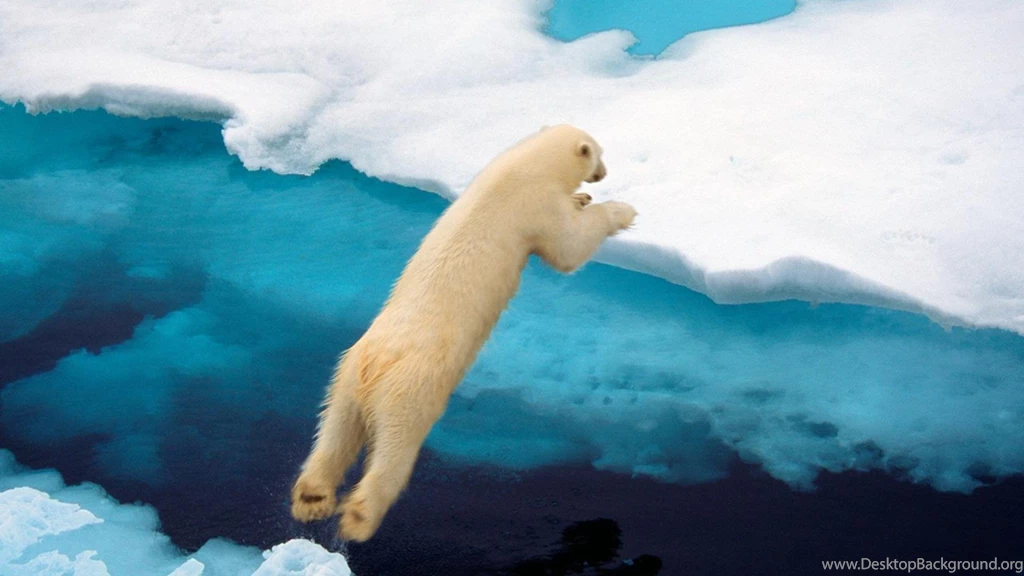 Polar Bear National Geographic 1280x1024 Wallpapers Download ...