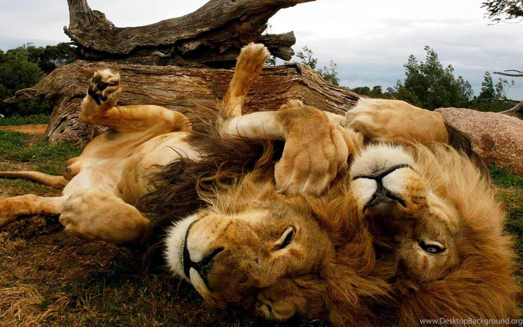 Animals Of The World`s Geographic HD Wallpapers 13 - Animal ...