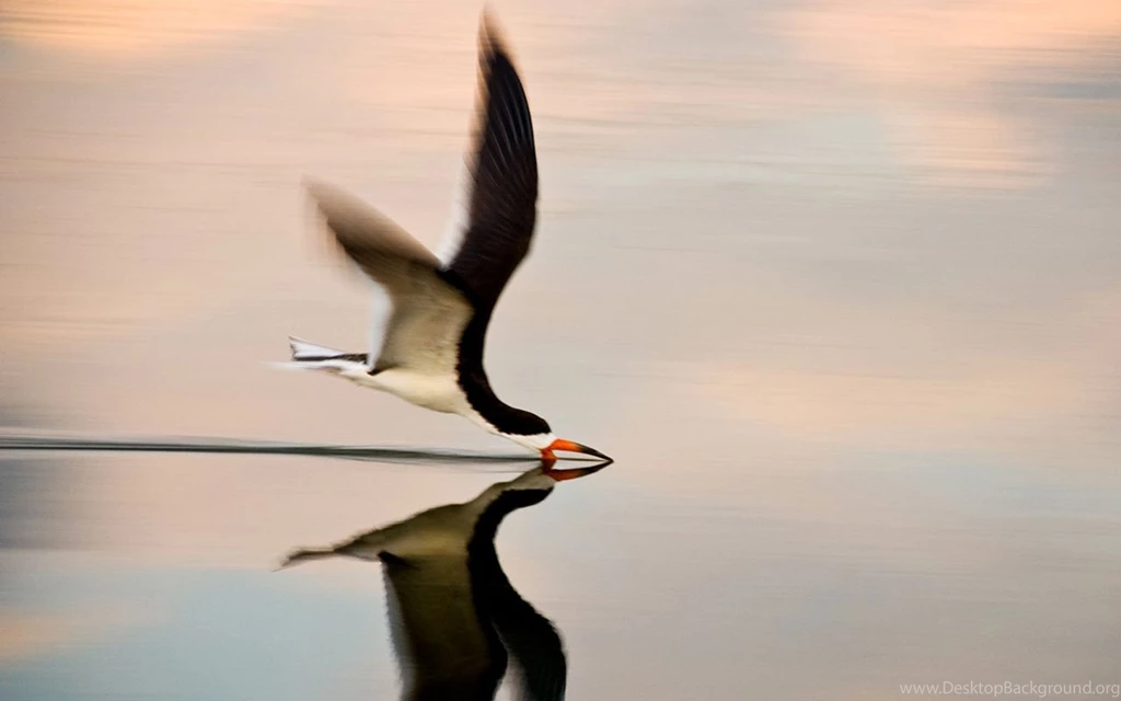 National Geographic: Black Tern Wallpapers - Animal Wallpapers ...