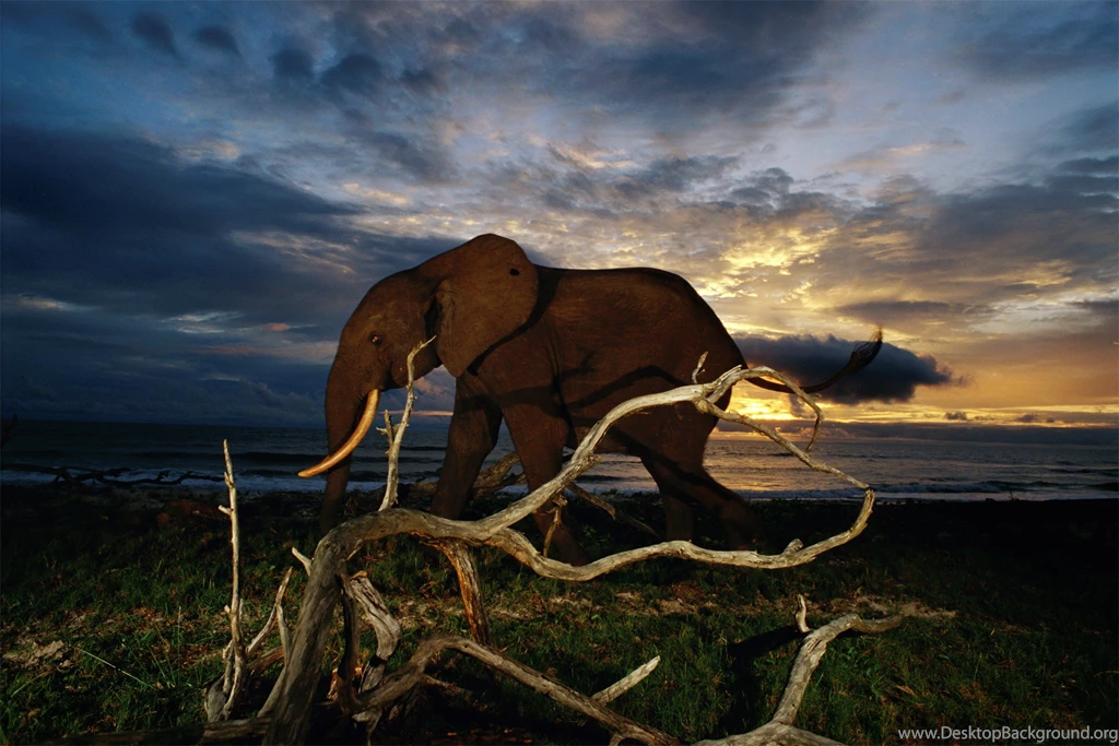 35 National Geographic Wallpapers HD Photos Collections   Yoanu.com