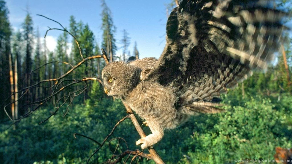 National Geographic Owls Hd Wallpapers   (