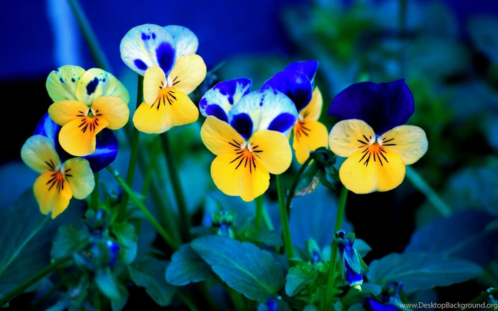 Pansy Wallpapers Wallpapers Cave