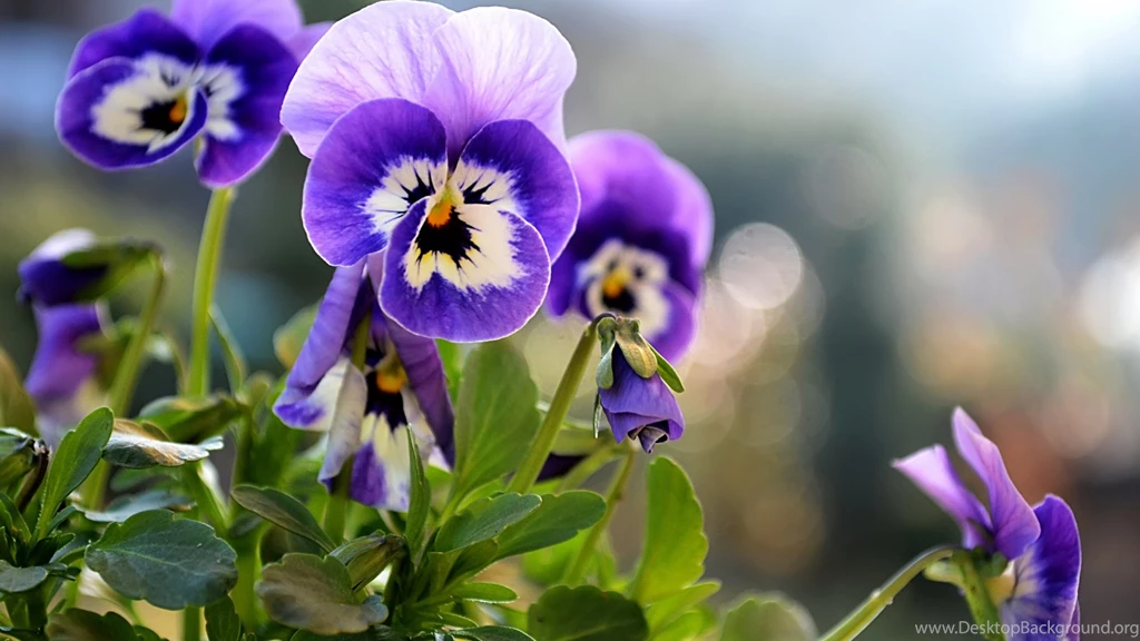 Pretty Pansies Wallpapers