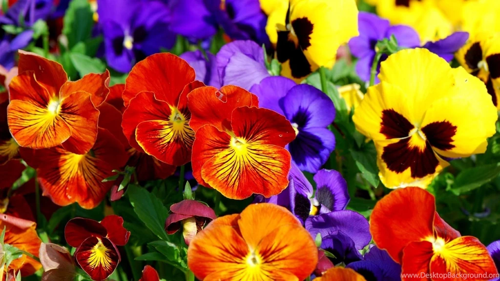 Pansies wallpaper 38.jpg