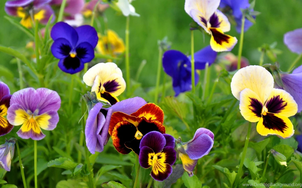 Flowers Pansies Wallpapers And Images Wallpapers, Pictures, Photos