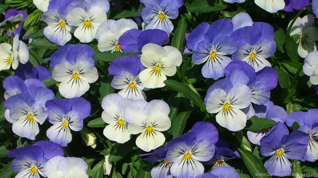 MLeWallpapers.com Purple Pansies