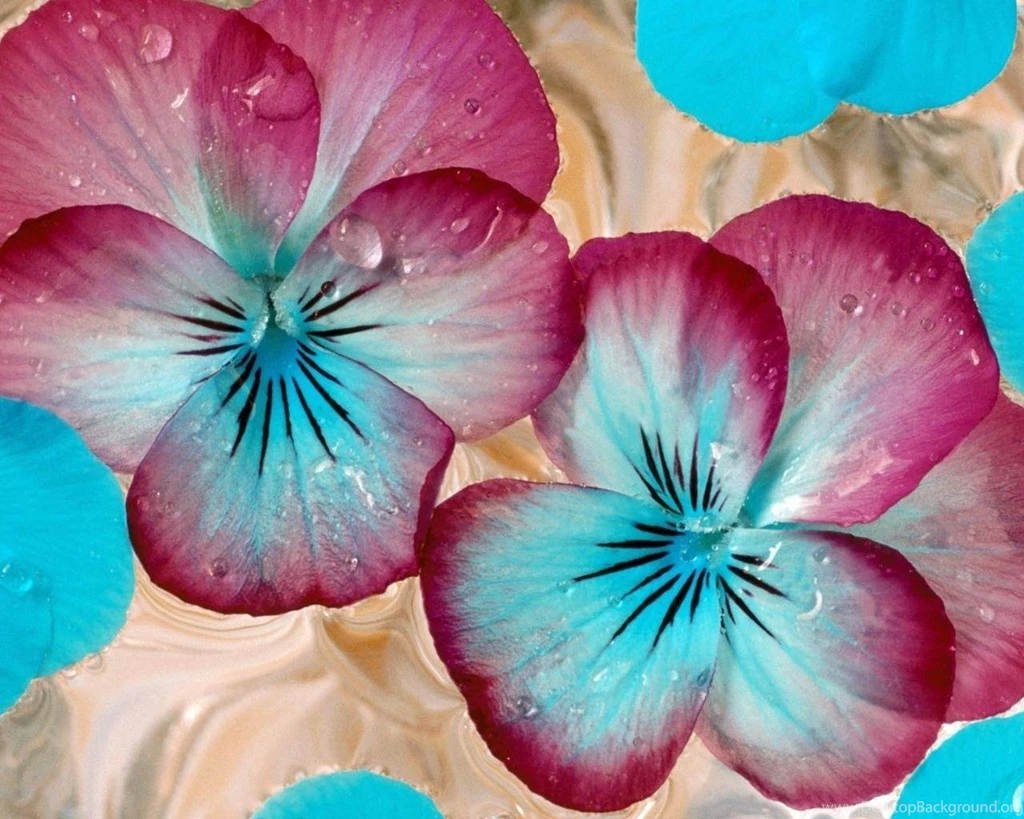 Wallpapers Pansies Flowers Image