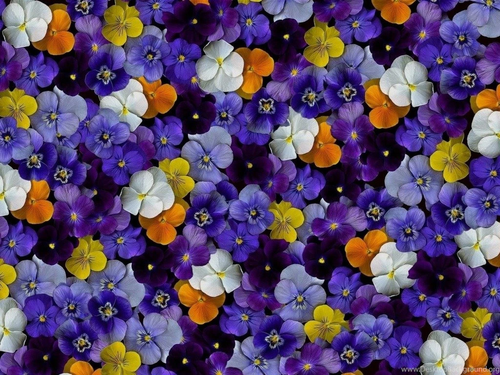 Pansy Flowers Wallpapers HD Pictures