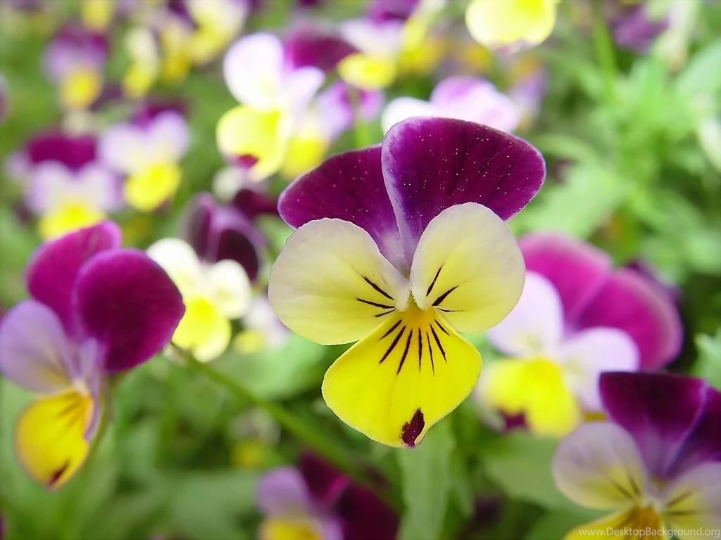 Yellow And Purple Pansies Nature Wallpapers Image Featuring ...