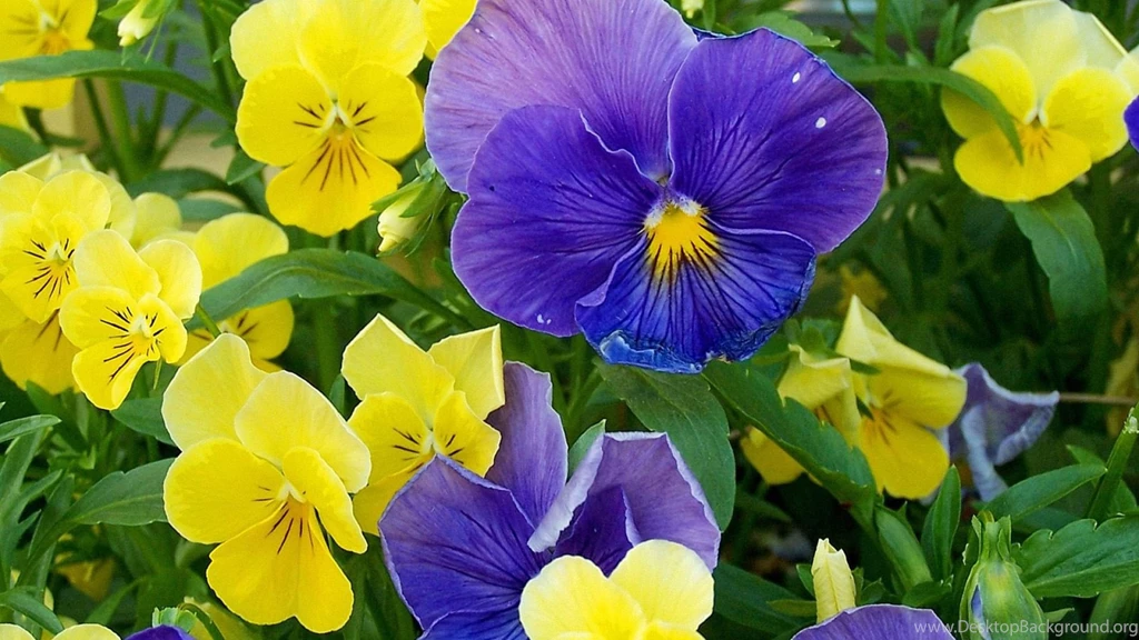 Download Wallpapers 1920x1080 Pansies, Flowers, Yellow, Blue, Green ...