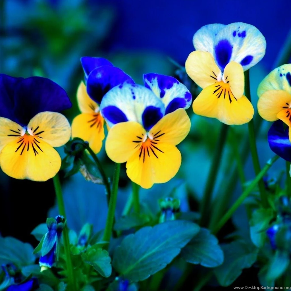 Pansies iPad Wallpapers