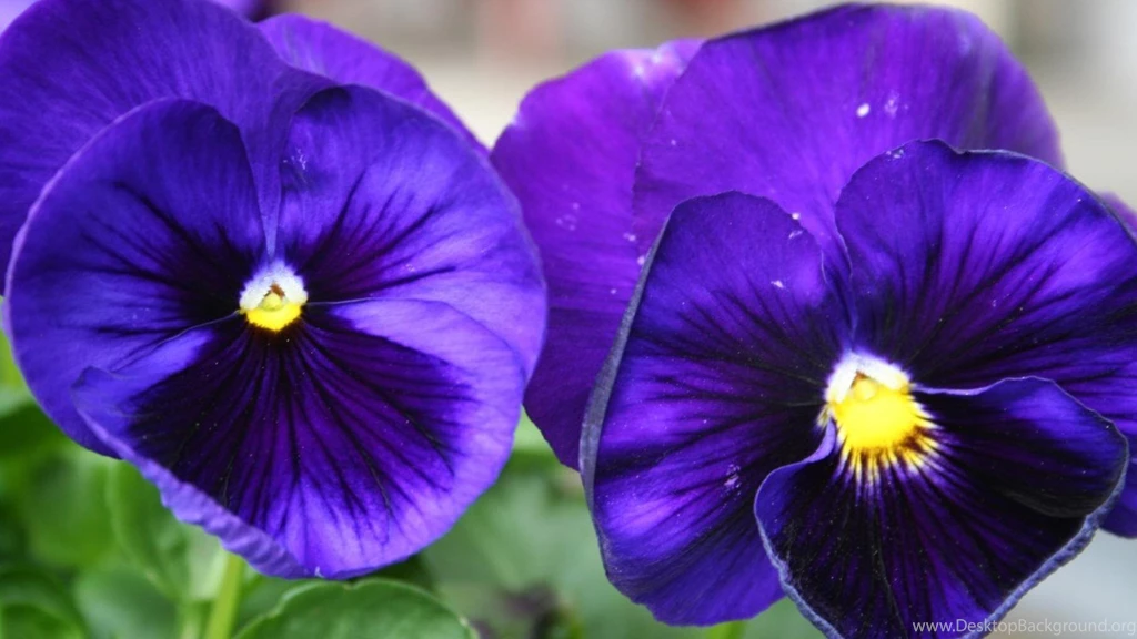 Couple More Pansies Hd Wallpapers (
