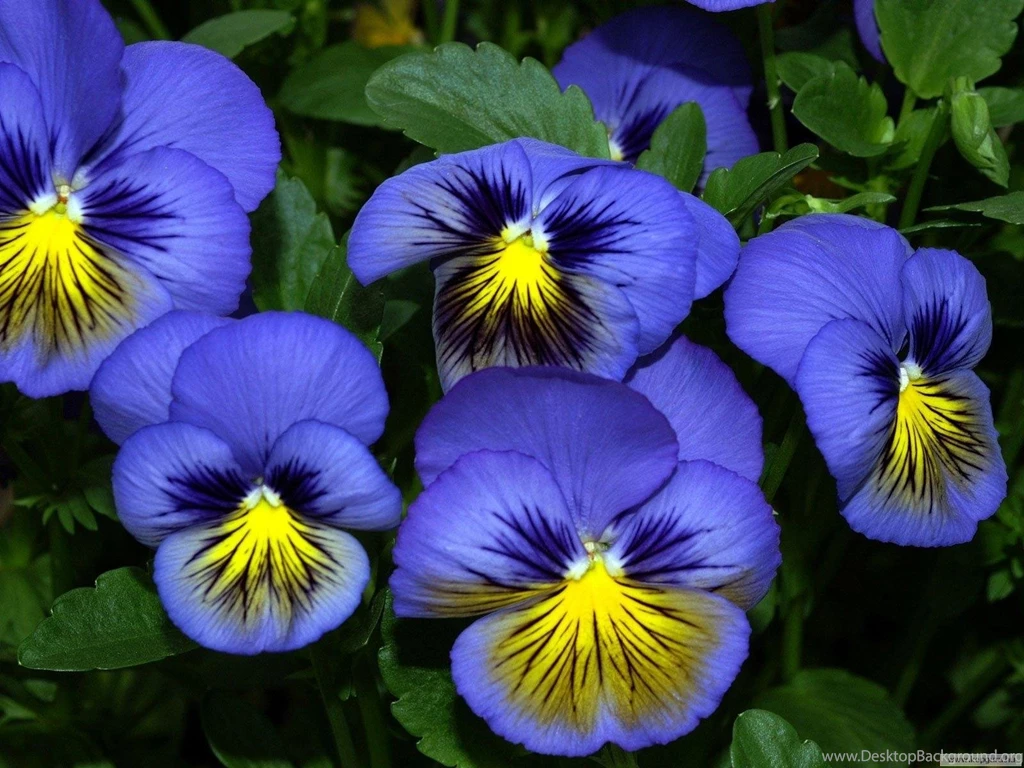 Wallpapers Pansies Flowers Image