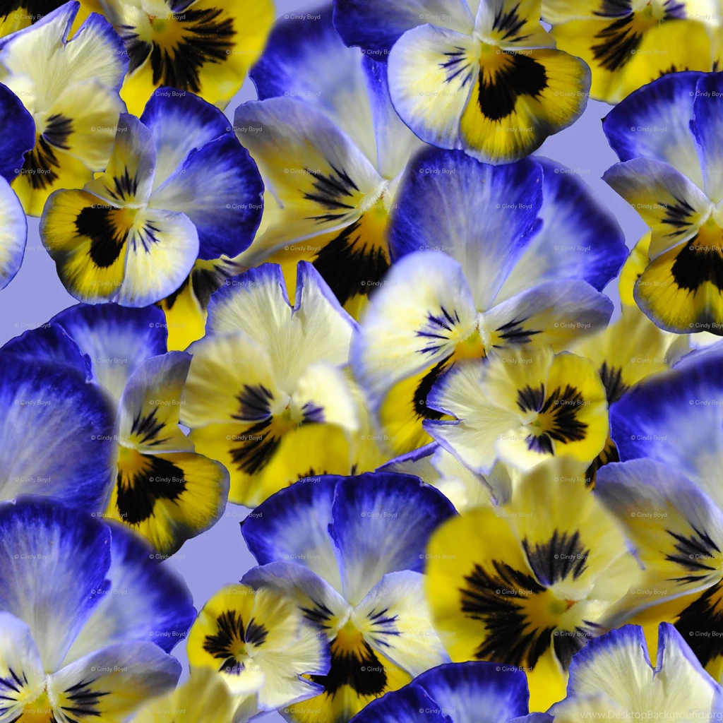 Pansy Fabric, Wallpapers & Gift Wrap Spoonflower