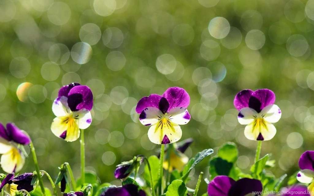 BEAUTIFUL PANSIES WALLPAPER (