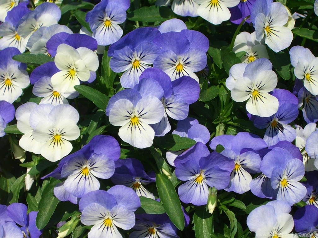 MLeWallpapers.com Purple Pansies