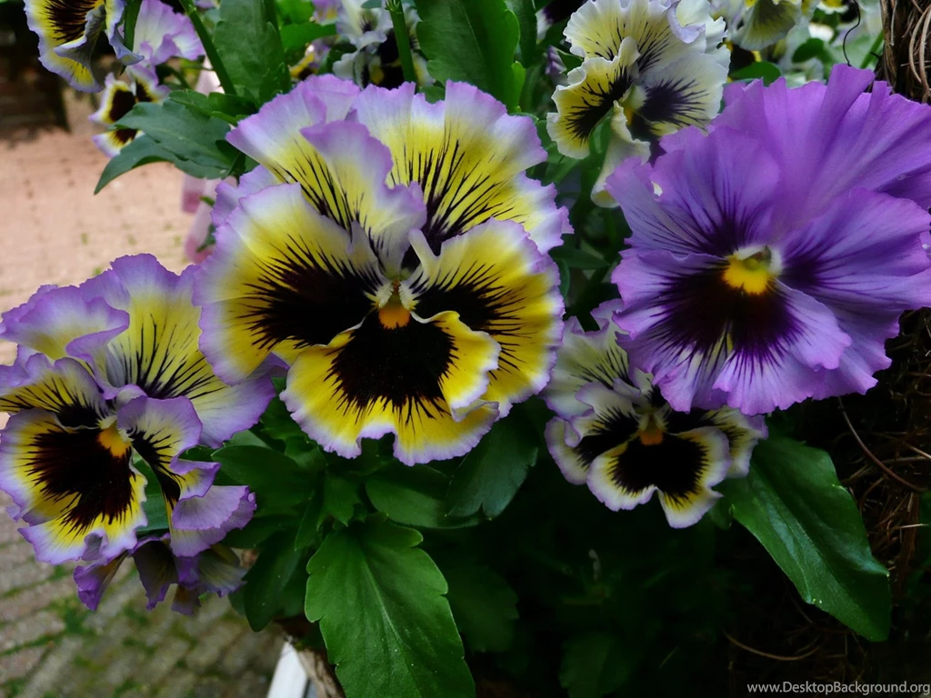 Wallpapers Pansies Flowers Image