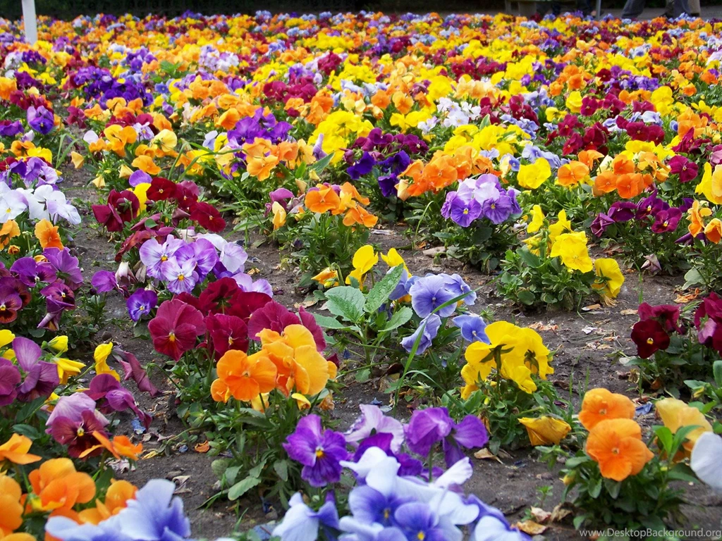 Wallpapers Pansies Flowers Image