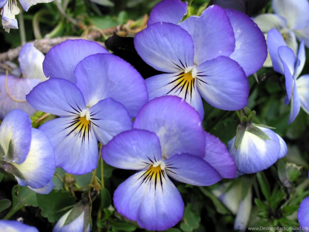 Spring Pansies In The Garden Wallpapers And Images Wallpapers ...
