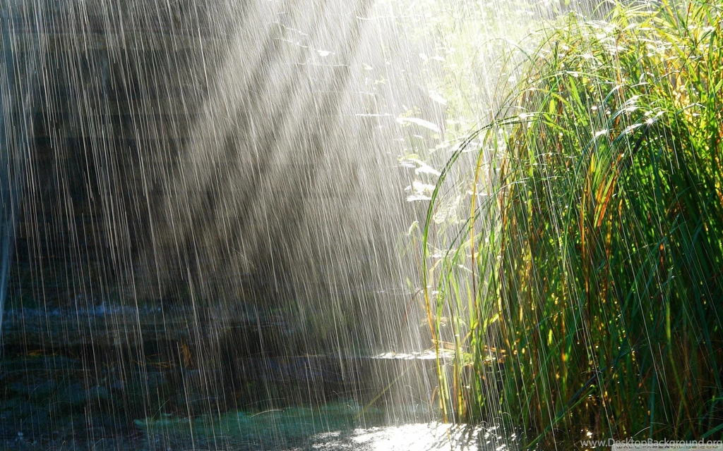Download Summer Rain Wallpapers Wallpapers Widest