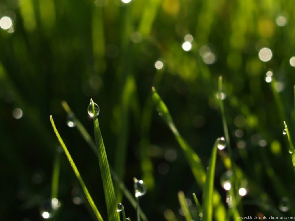 Summer Rain (id: 51108) – BUZZERG