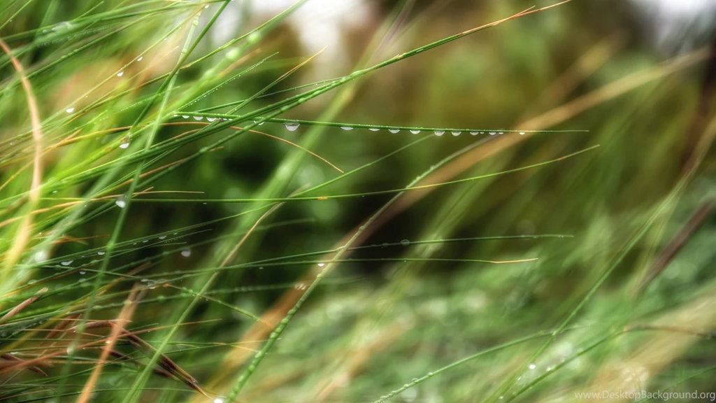 Download Wallpapers 3840x2160 Drops, Grass, Dew, Summer, Rain 4K ...