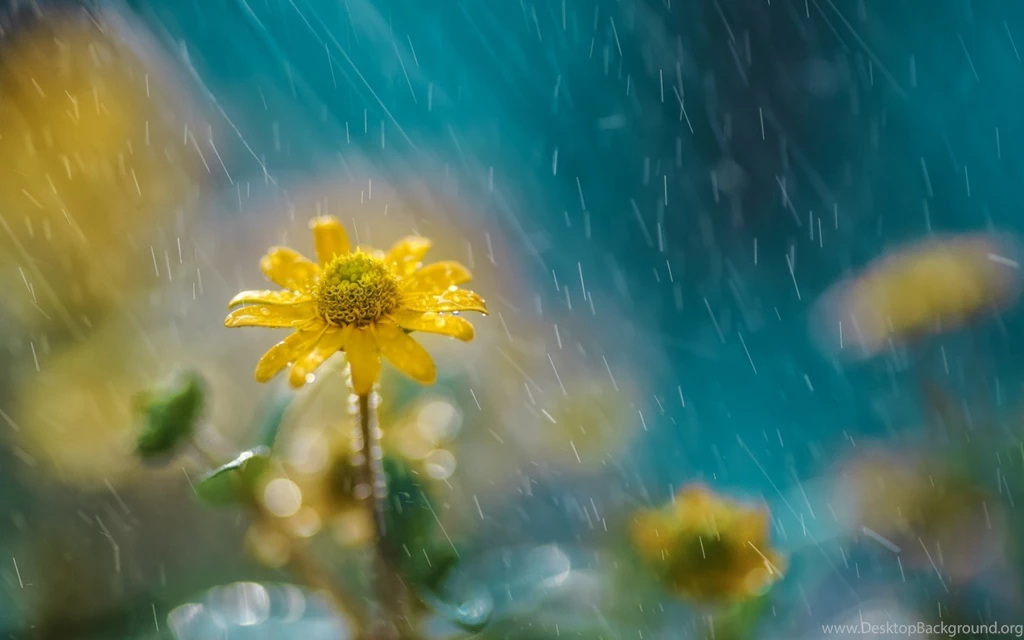 Nature Summer Rain On Yellow Daisies Field Photography