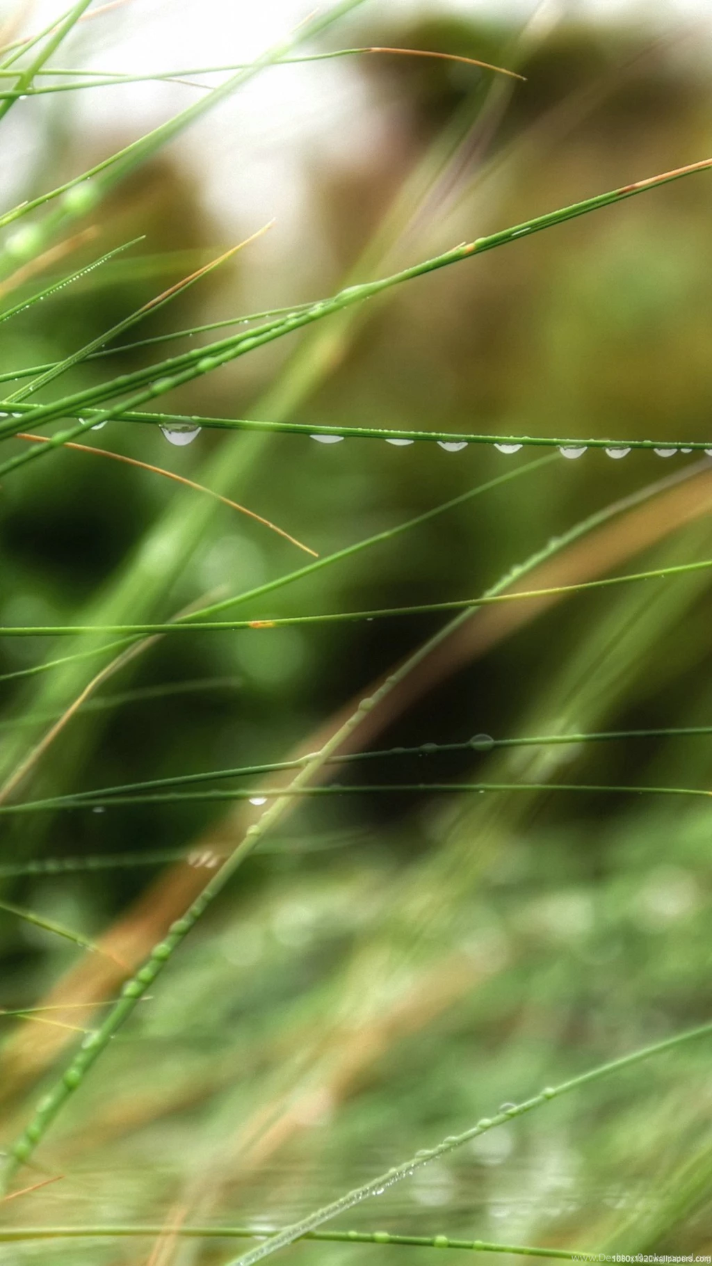 1080x1920 Grass Summer Rain Wallpapers HD